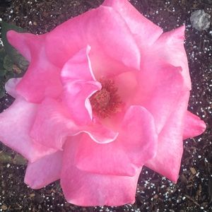 Meet your Posher, Connie